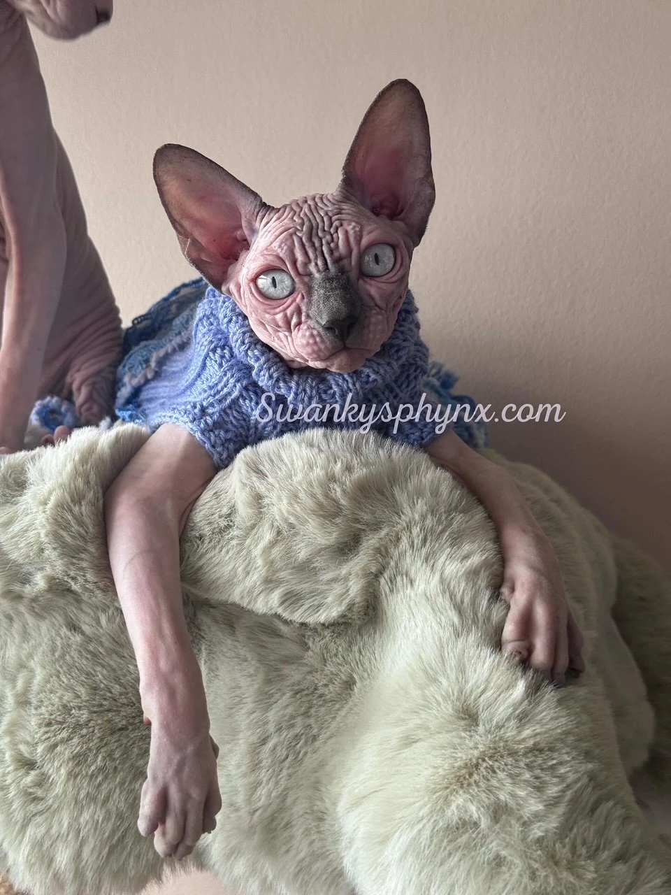 Swanky Sphynx Cat