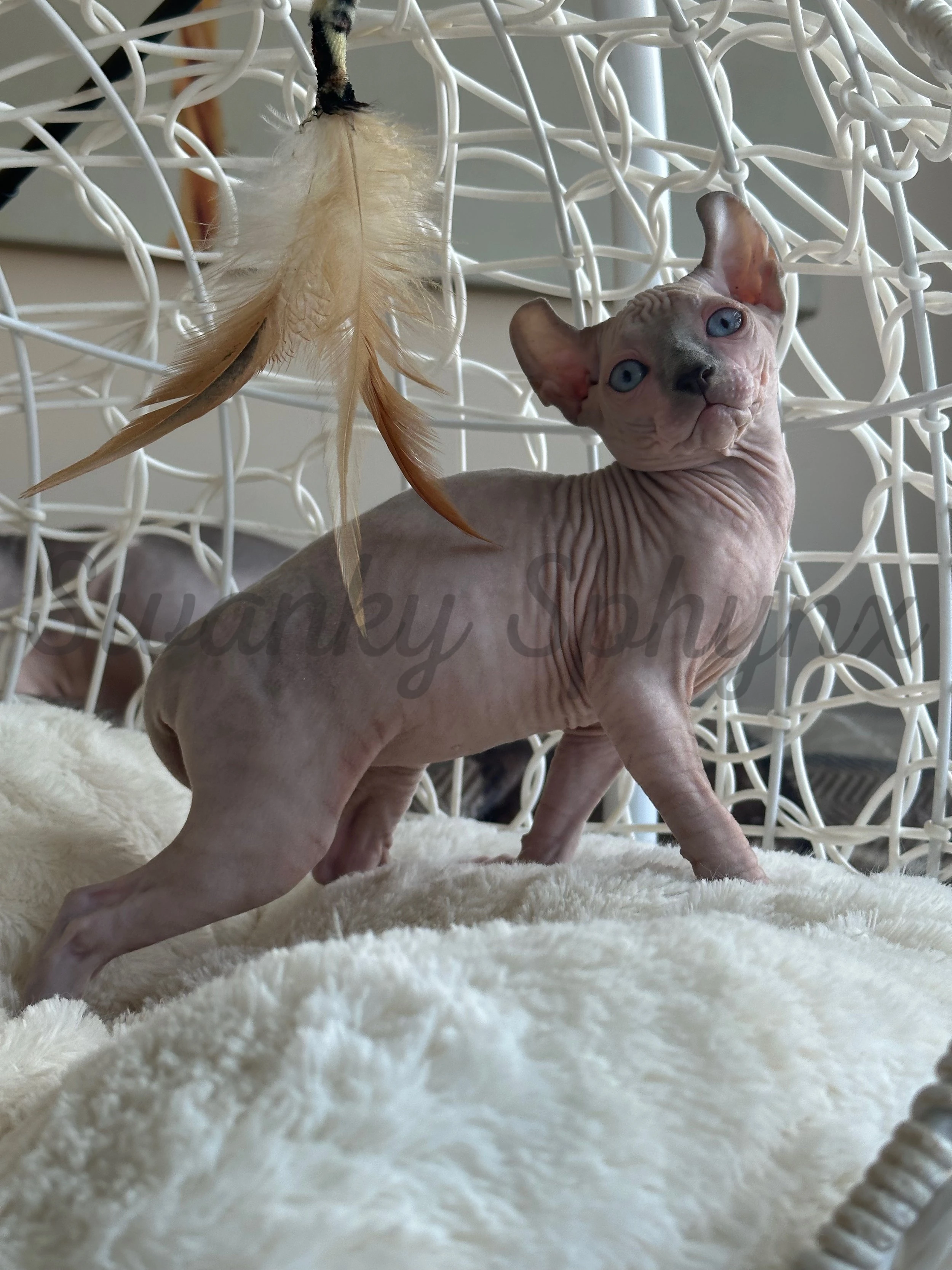 Import 38