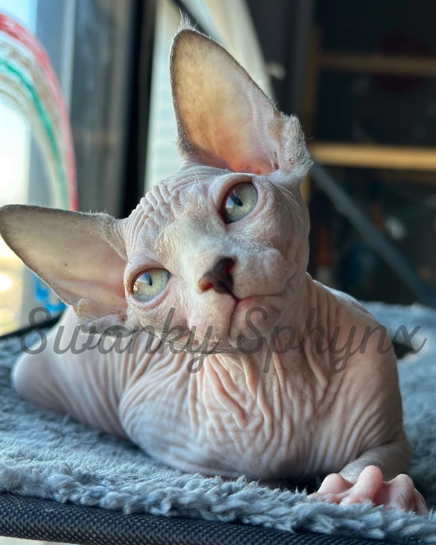 Import 42