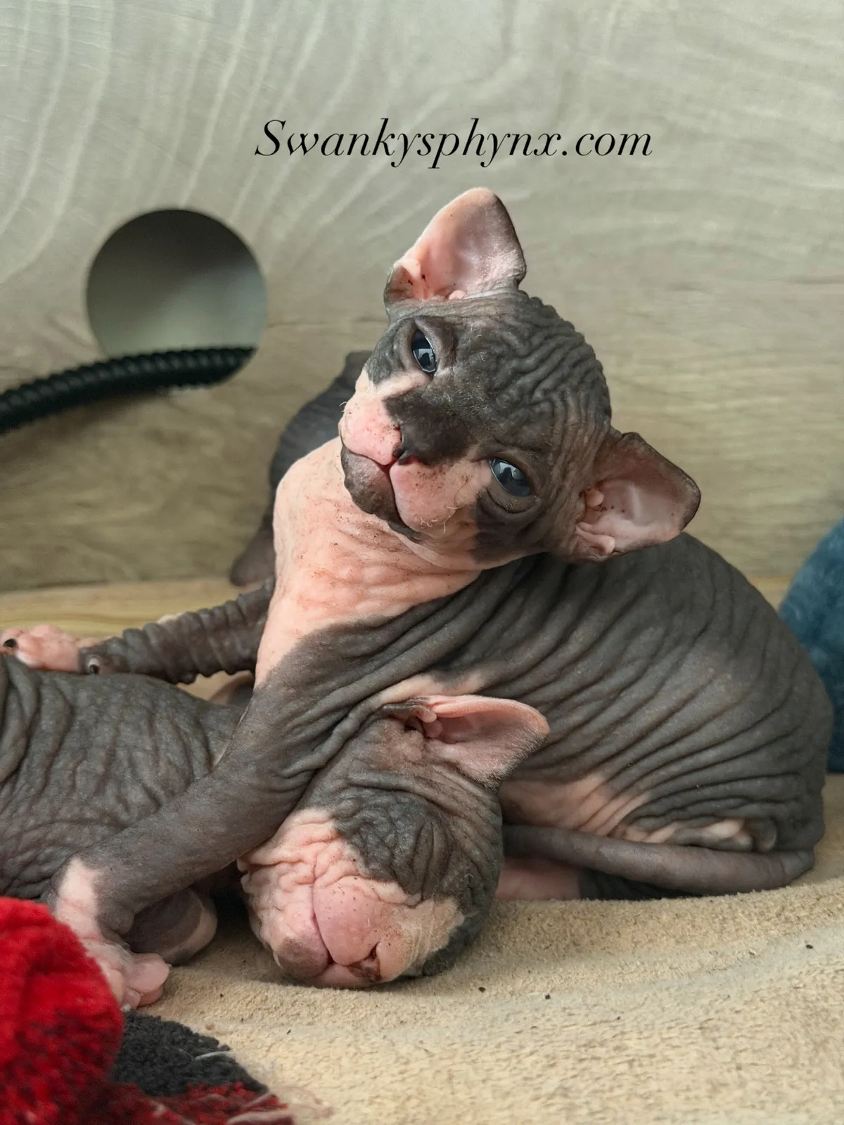 Black Bi-Color Sphynx kitten for sale - Boy - TICA registered with health guarantee