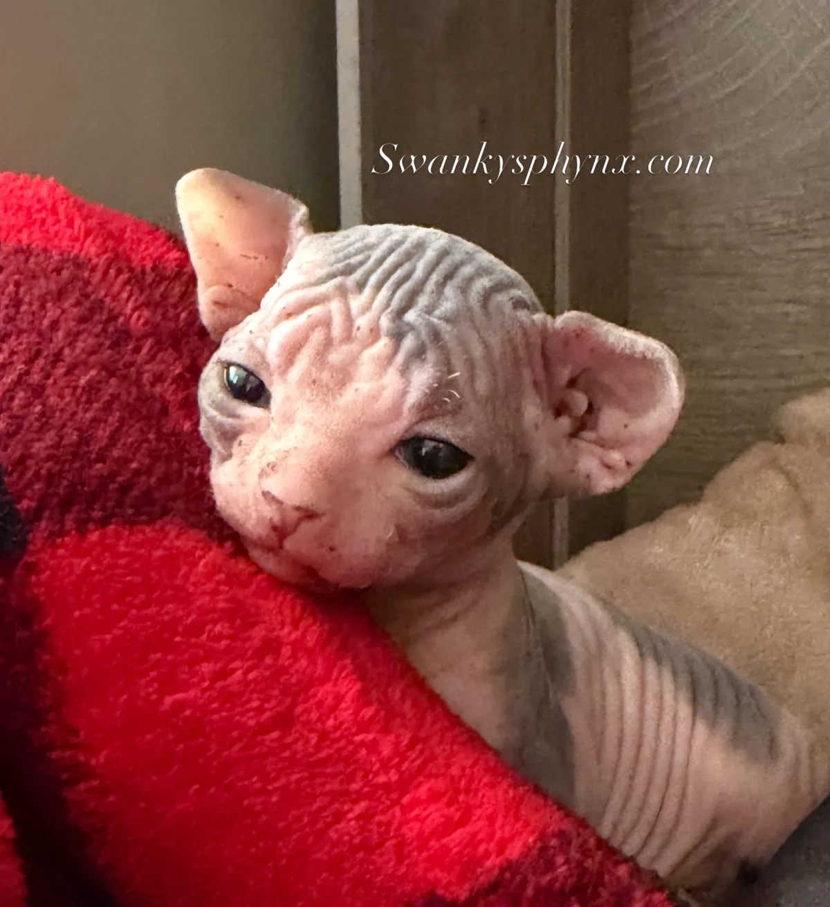 Blue Bi-Color Tabby Sphynx kitten for sale - Girl - TICA registered with health guarantee