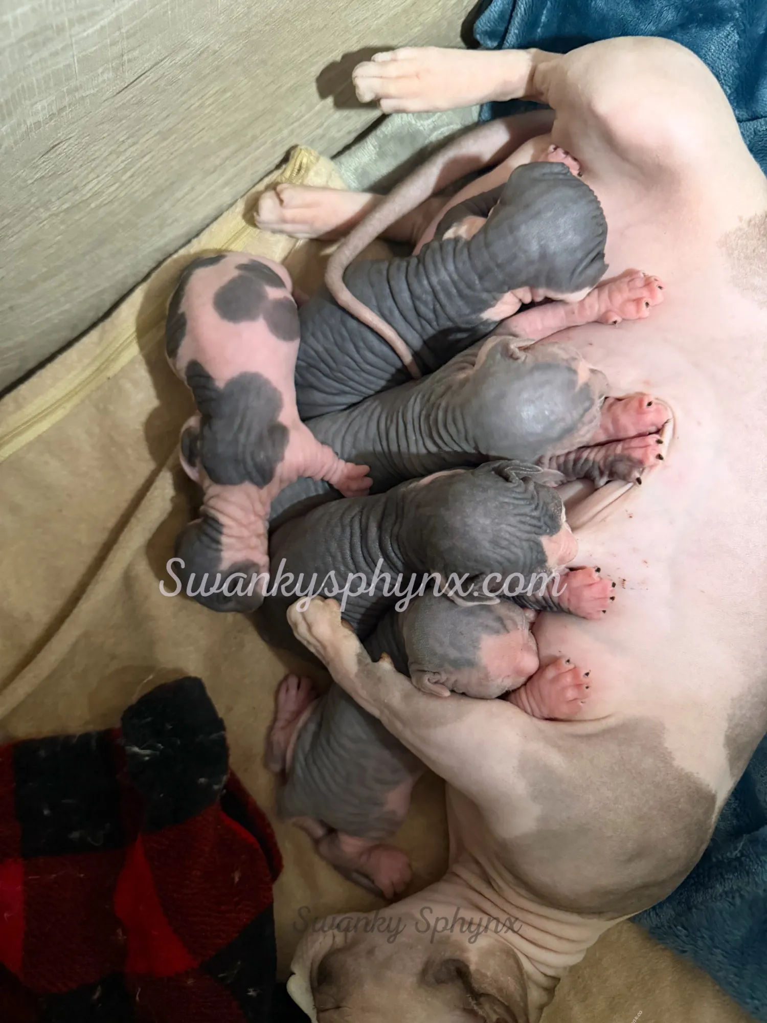 Newborn Sphynx kittens nursing - Dot x Billy litter, September 2026