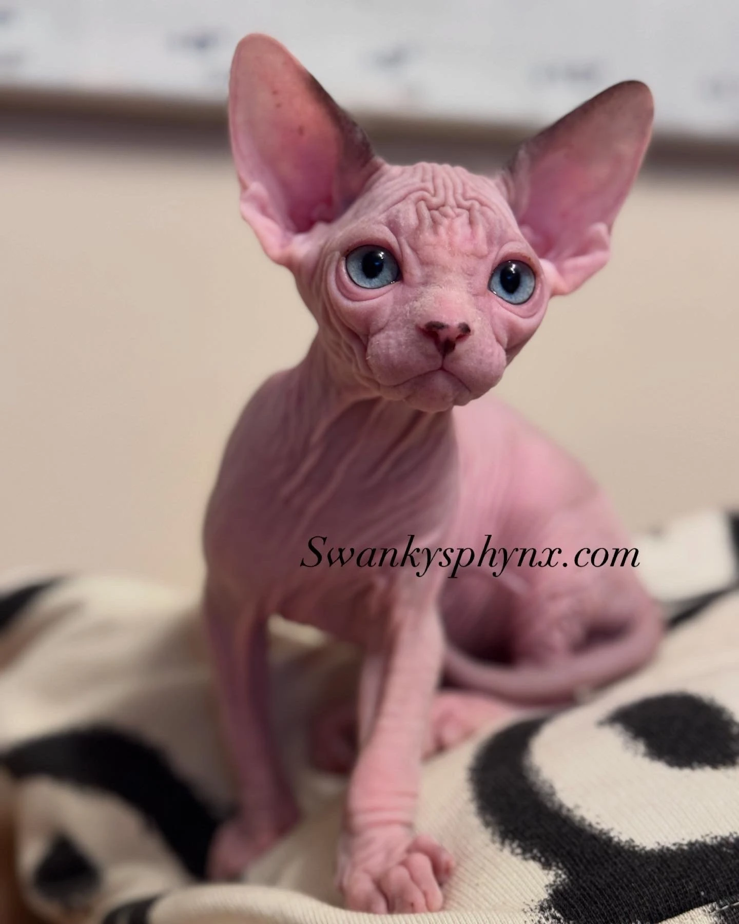 Pinky